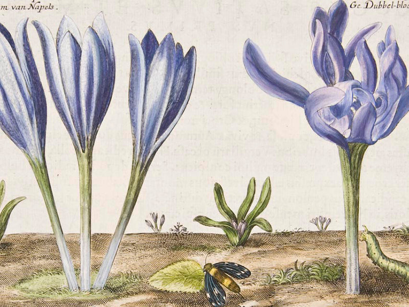 A Crocus Carpet in Copenhagen