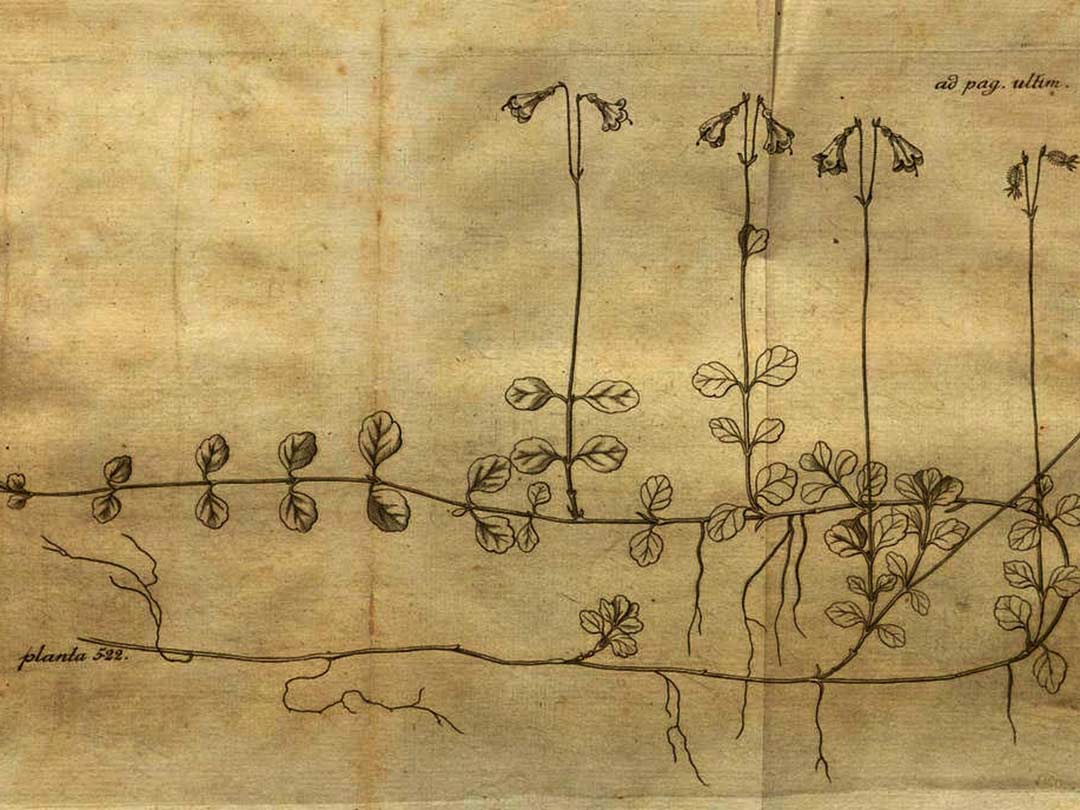 How a Botanist Inspired Swedish Design