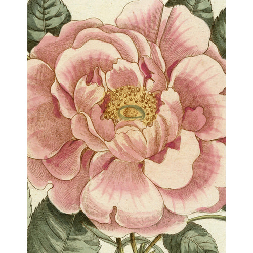 John Derian Picture Book II