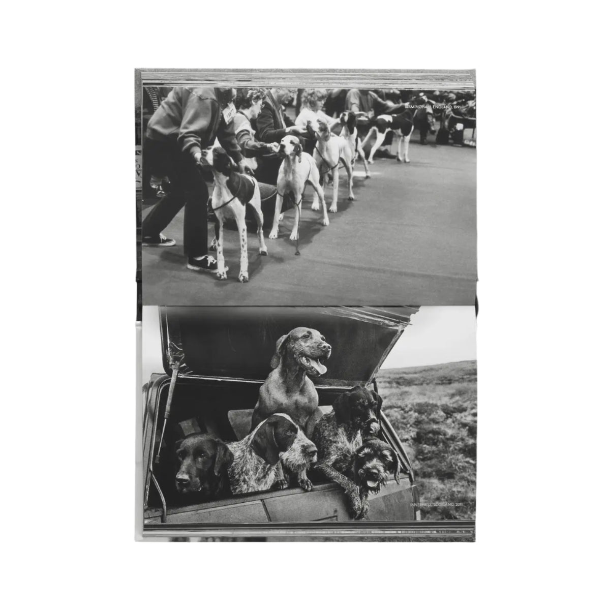 Dogdogs Eleish Van Breems Home