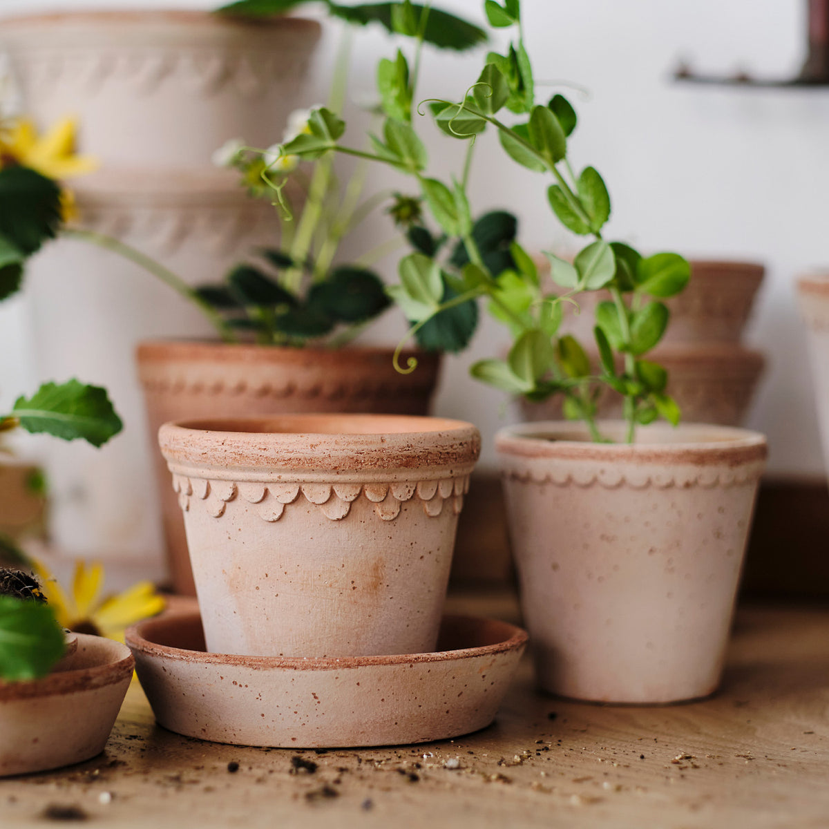 Københavner Raw Rosa Terracotta Pot Eleish Van Breems Home