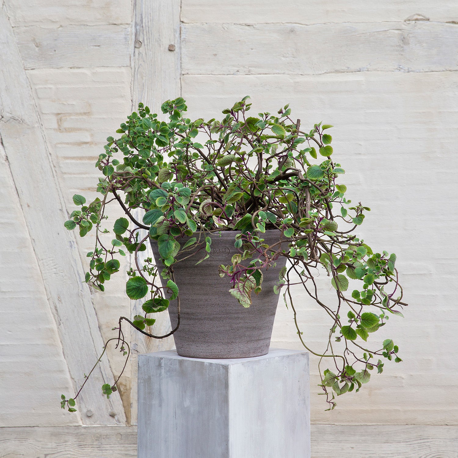 Julie Raw Edge Terracotta Pot Eleish Van Breems Home