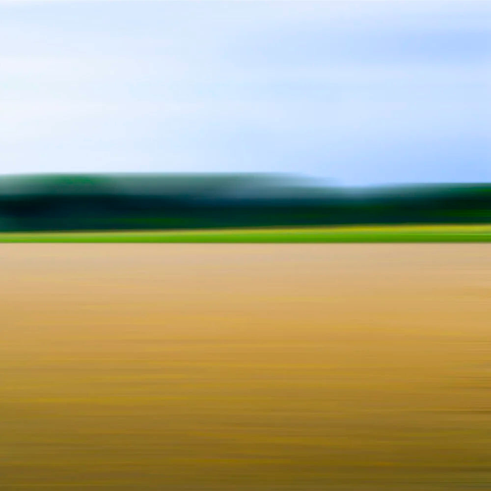 Sprouting Golden Wheat Field, 2009 by Bonnie Edelman Eleish Van Breems Home