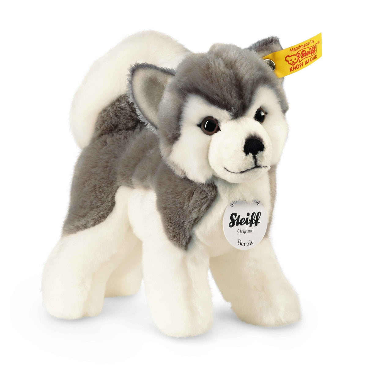 Bernie The Husky Eleish Van Breems Home