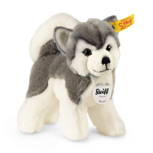 Bernie The Husky