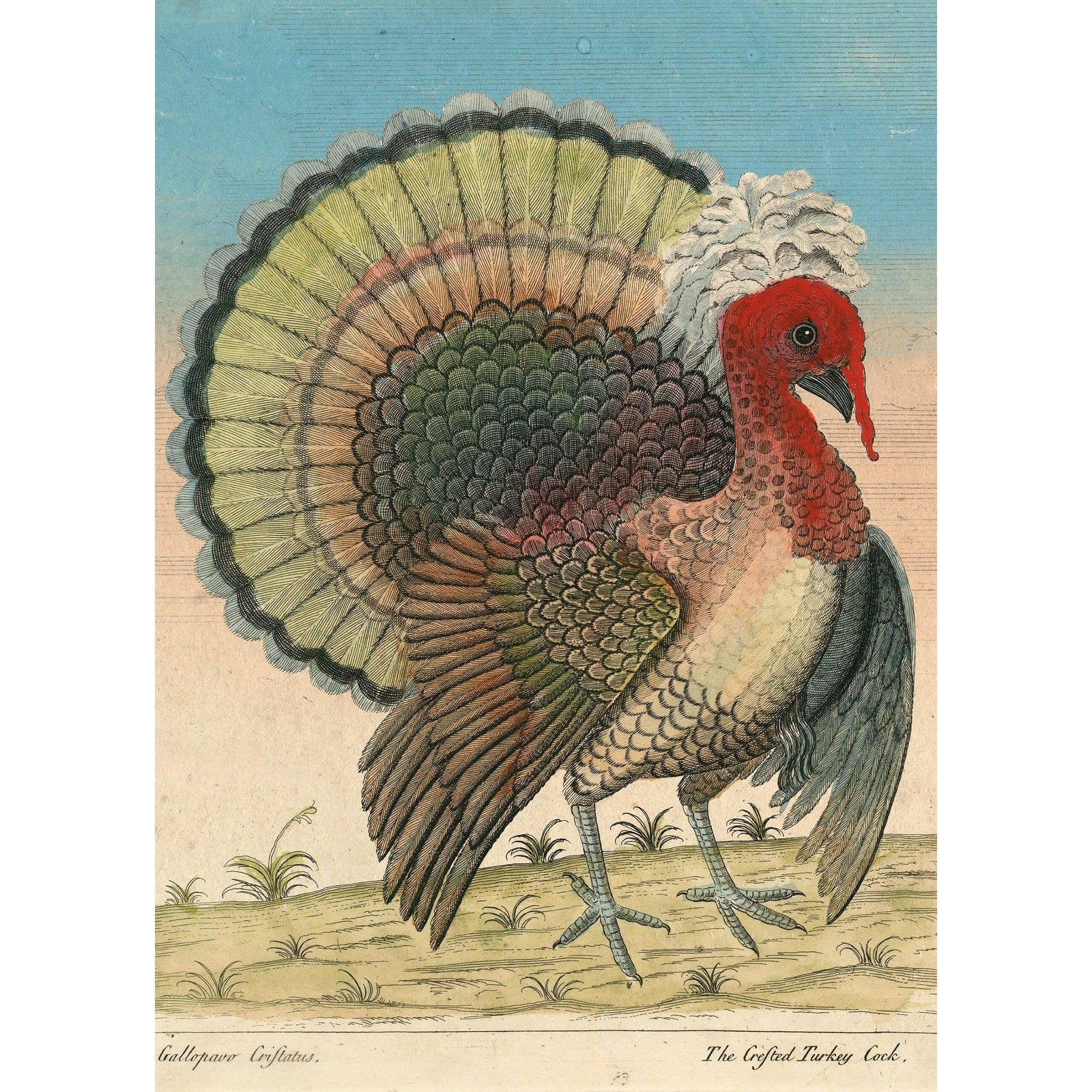 John Derian Paper Goods: Crested Turkey 1,000-Piece Puzzle Eleish Van Breems Home
