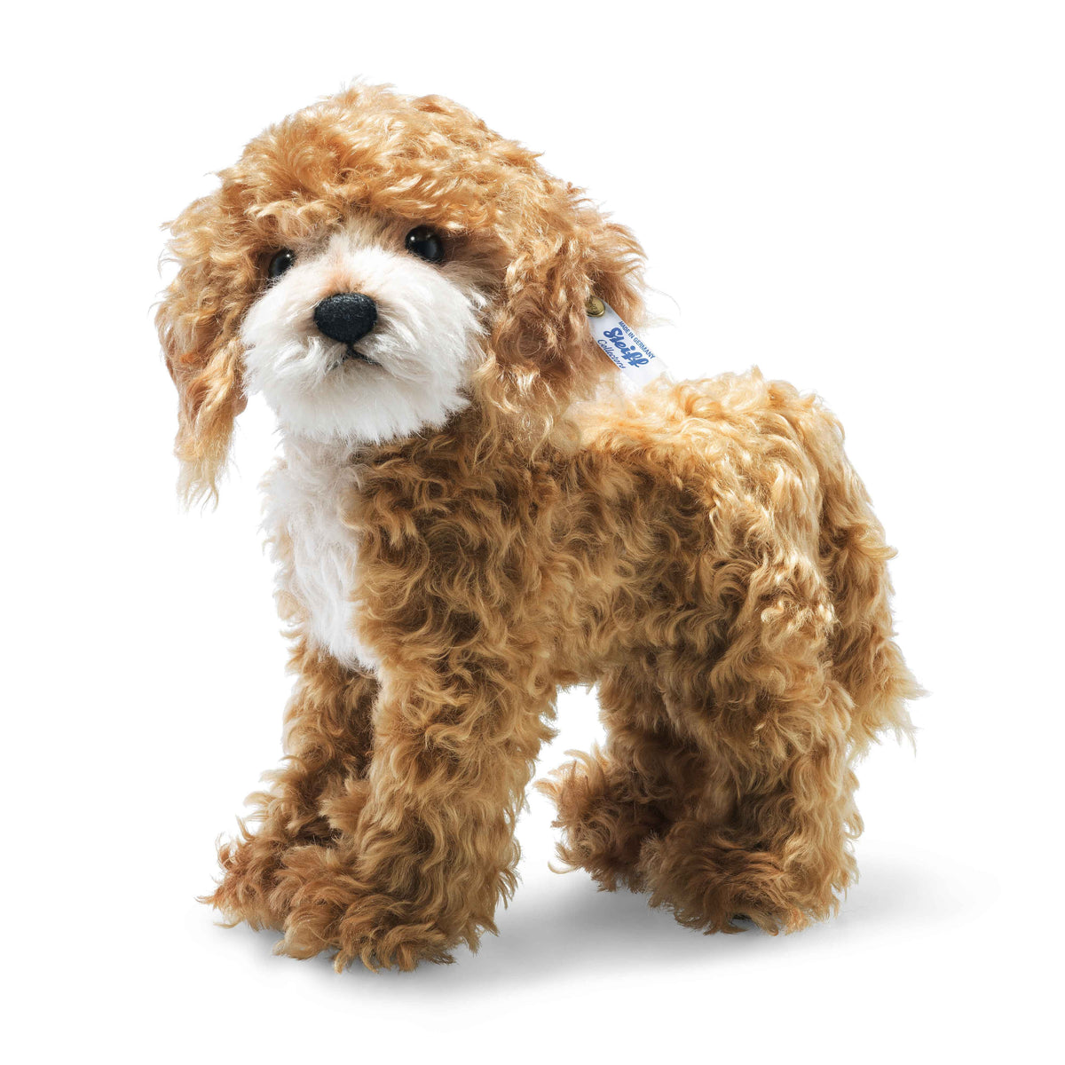 Ricky Cockapoo Eleish Van Breems Home