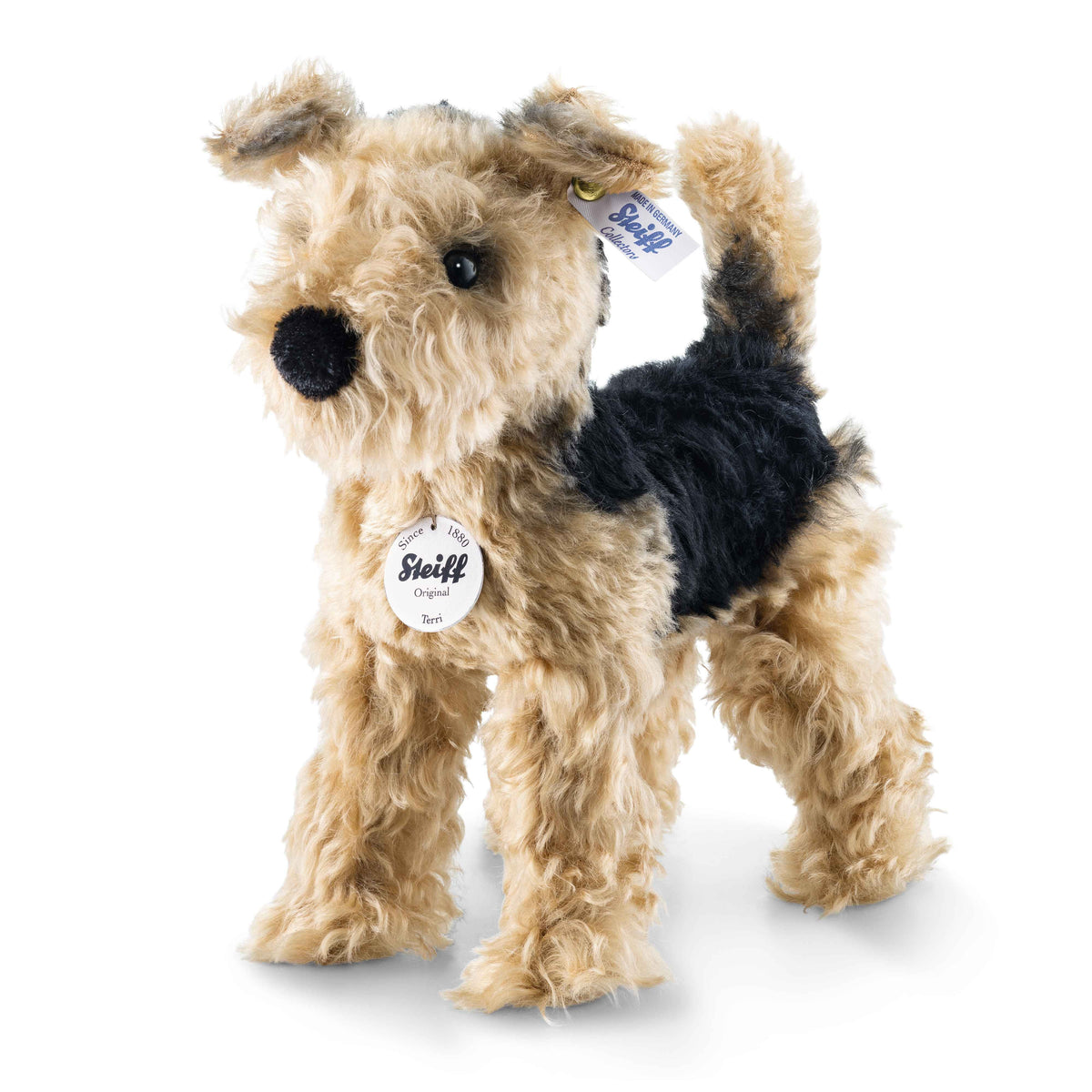 Terri Welsh Terrier Eleish Van Breems Home