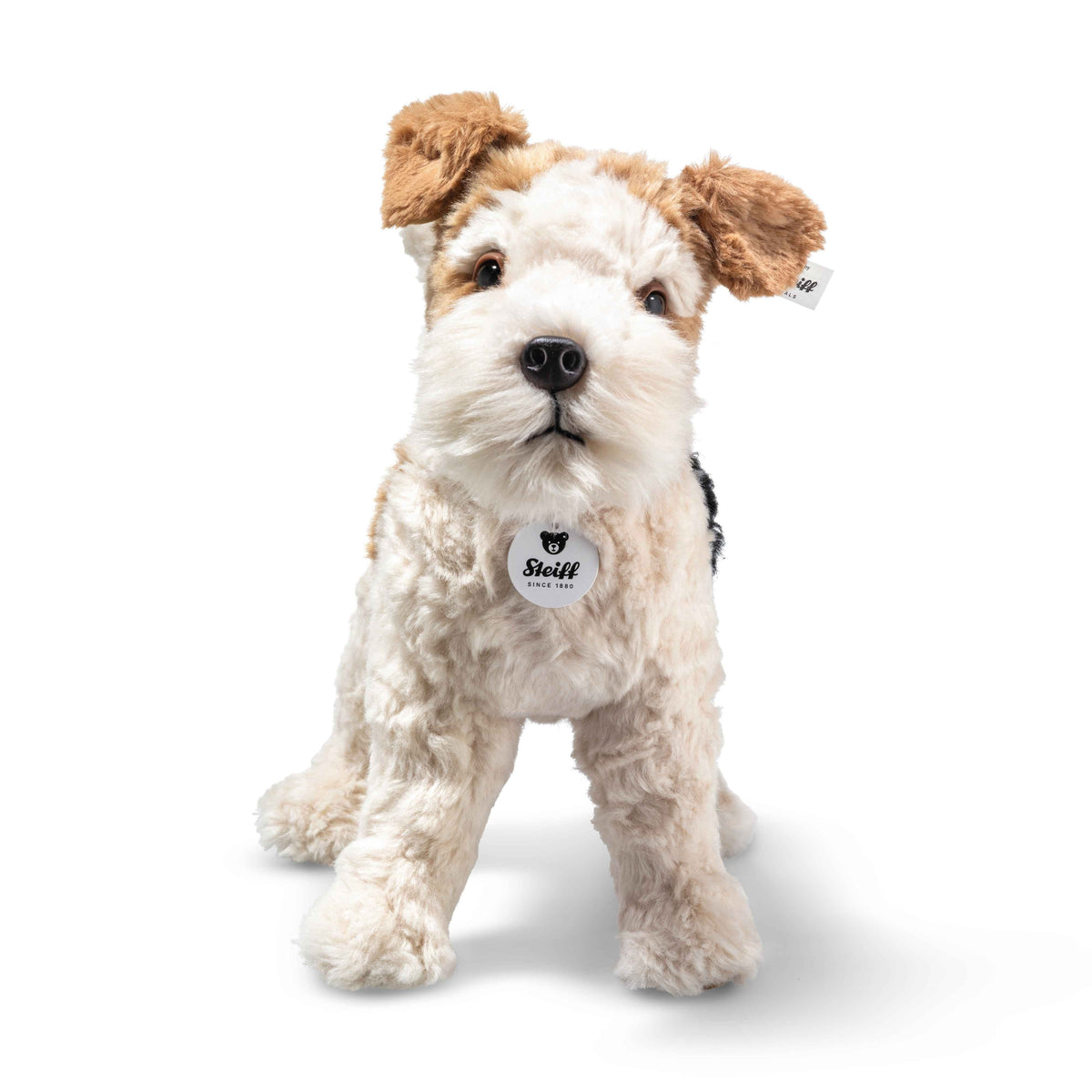 Foxy Fox Terrier Dog Eleish Van Breems Home