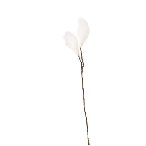 Endless Flower, Cottongrass