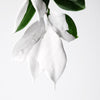 Aloe Botanic Mist Eleish Van Breems Home