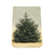 Christmas Gift Soap Gingerbread Soap in Fir Pack Eleish Van Breems Home