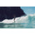 Surf Like a Girl Eleish Van Breems Home