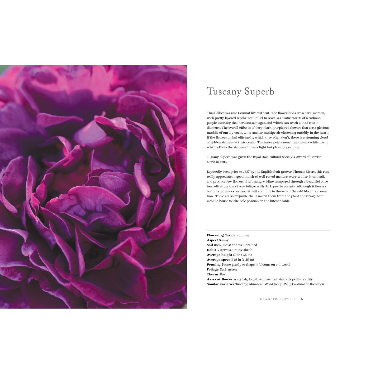Vintage Roses: Beautiful Varieties for Home and Garden Eleish Van Breems Home